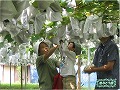 お孫さんとぶどう狩り